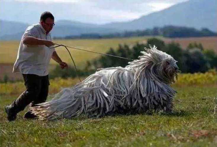 The Komondor: Hungary’s Majestic 'Mop Dog' with a Royal Guard Legacy