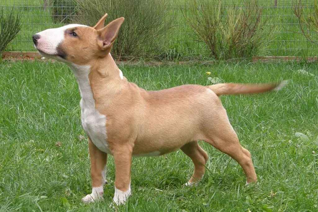 Miniature Bull Terrier: The Compact Canine with a Big Personality