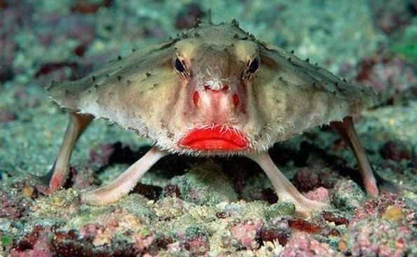 The Red-Lipped Batfish: Galápagos’ Quirky Underwater Celebrity with a Pouty Predatory Style