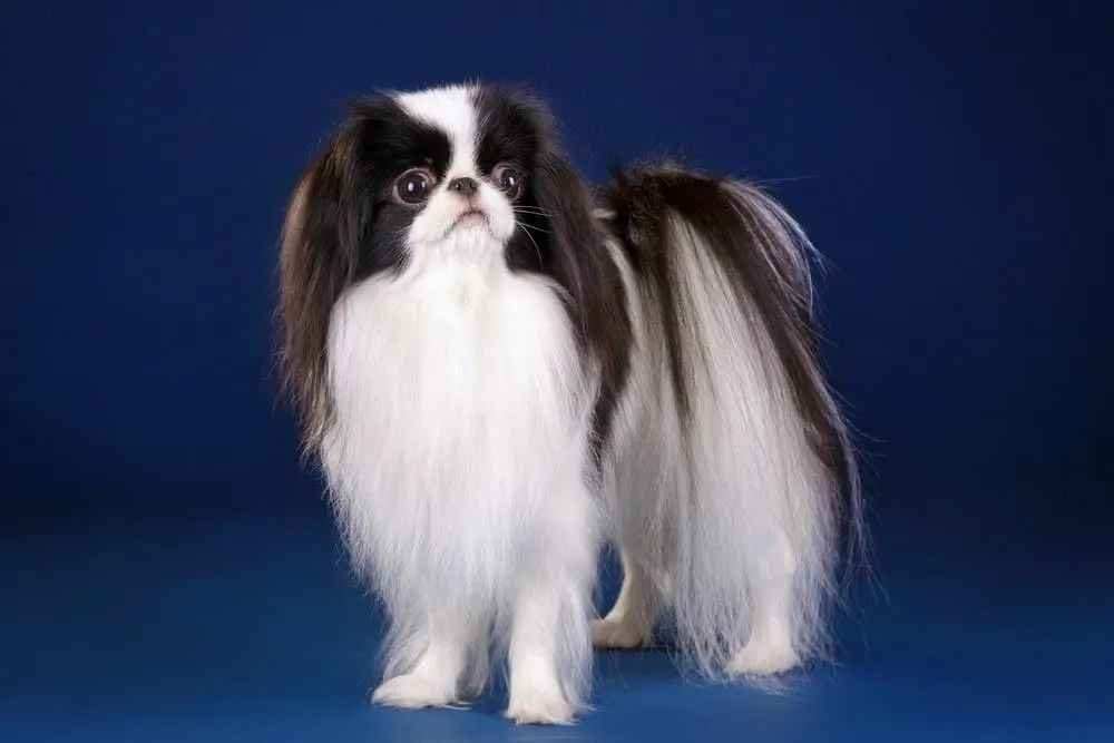 The Japanese Chin: A Regal Canine Companion with a Storied Past