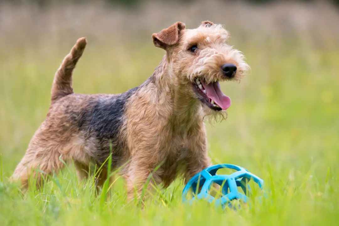 Lakeland Terrier: The Fearless Hunter Turned Loyal Companion
