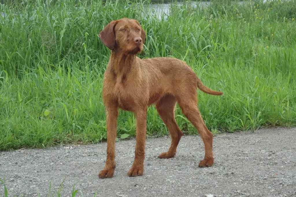 Exclusive: The Resilient Wirehaired Vizsla - Hungary’s Versatile Hunting Companion and Family Guardian