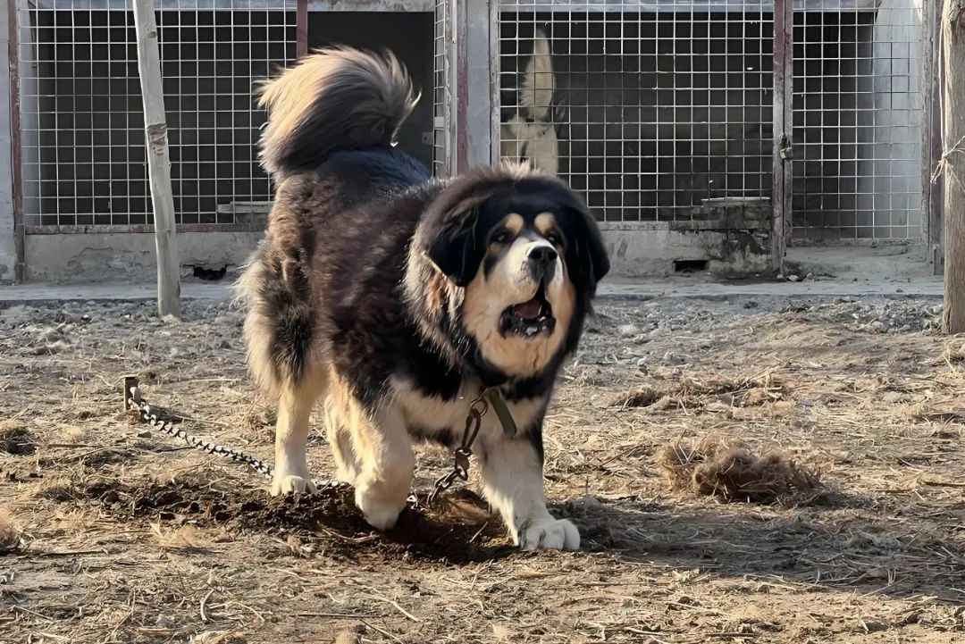 Majestic Dok-khyi: Guardians of Tibet’s Highlands