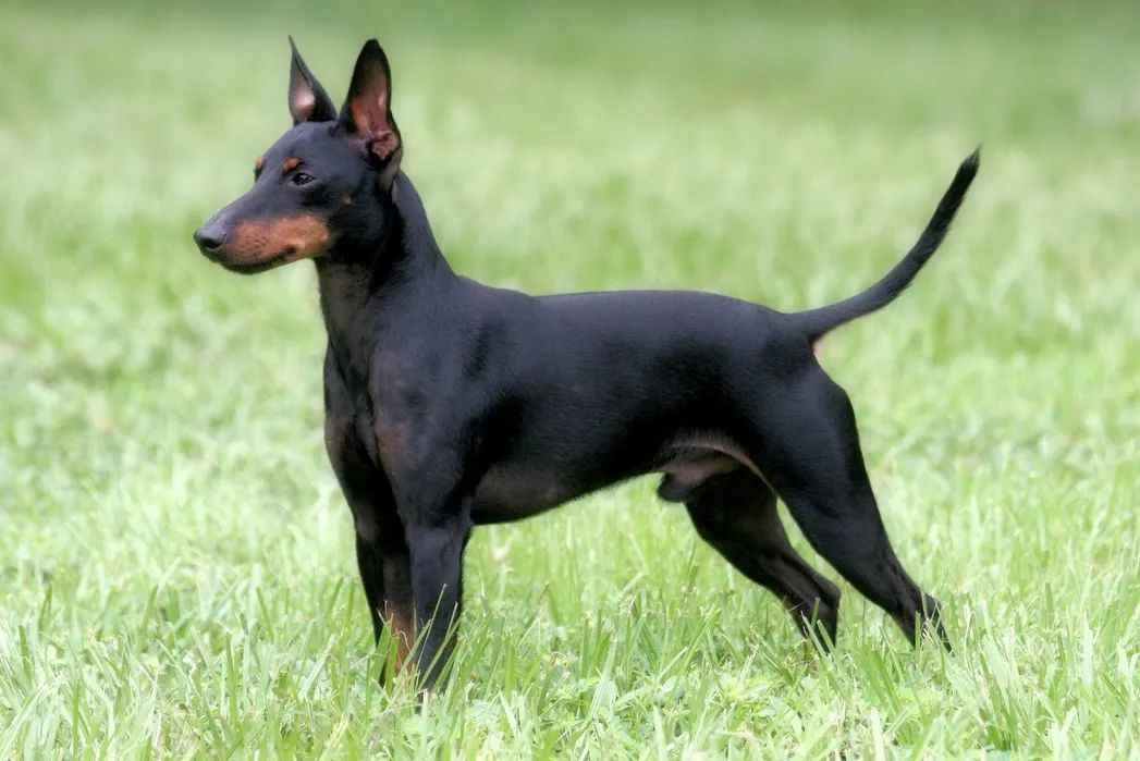 From Ratting Origins to Modern Companion: Exploring the Manchester Terrier’s Enduring Appeal