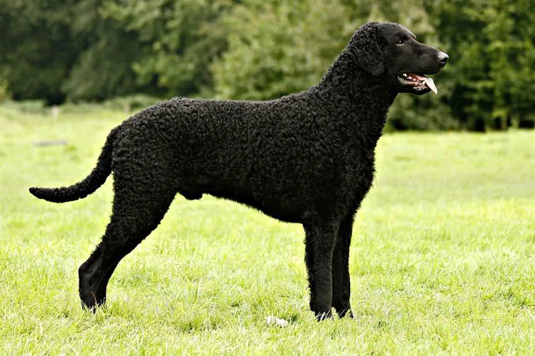 Curly-Coated Retriever: A Timeless Sporting Breed with a Rich Heritage