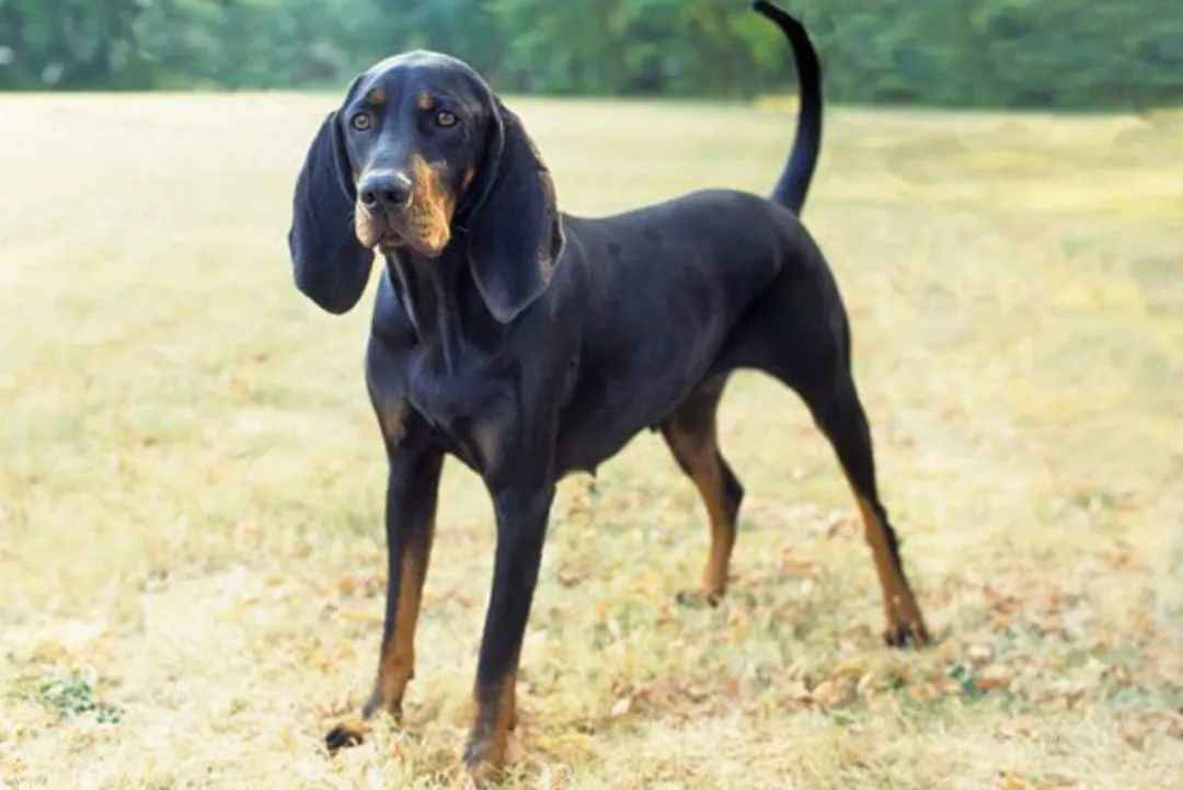 Black and Tan Coonhound: The Versatile Charm of America's Legendary Hunting Dog