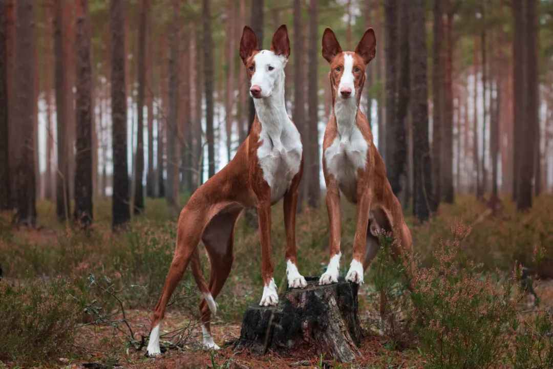Revealed: The Ancient Origins and Unique Traits of the Ibizan Hound
