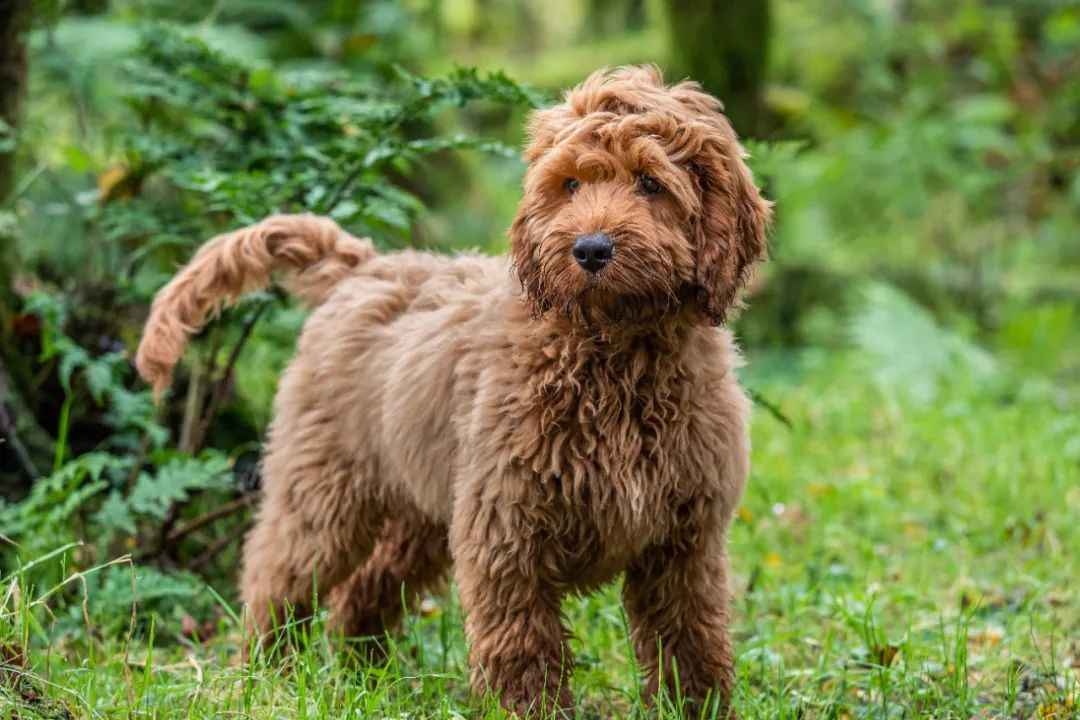 Cockapoo: The Beloved Hybrid Dog Winning Hearts Worldwide