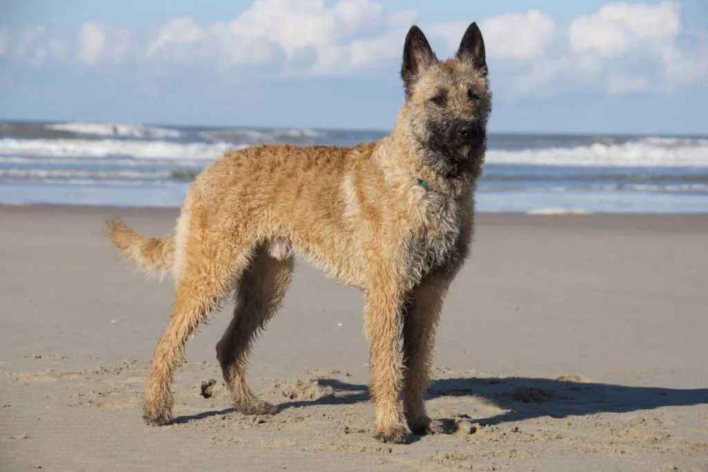 Belgian Shepherd Laekenois: The Rare and Resilient Working Dog with Royal Heritage