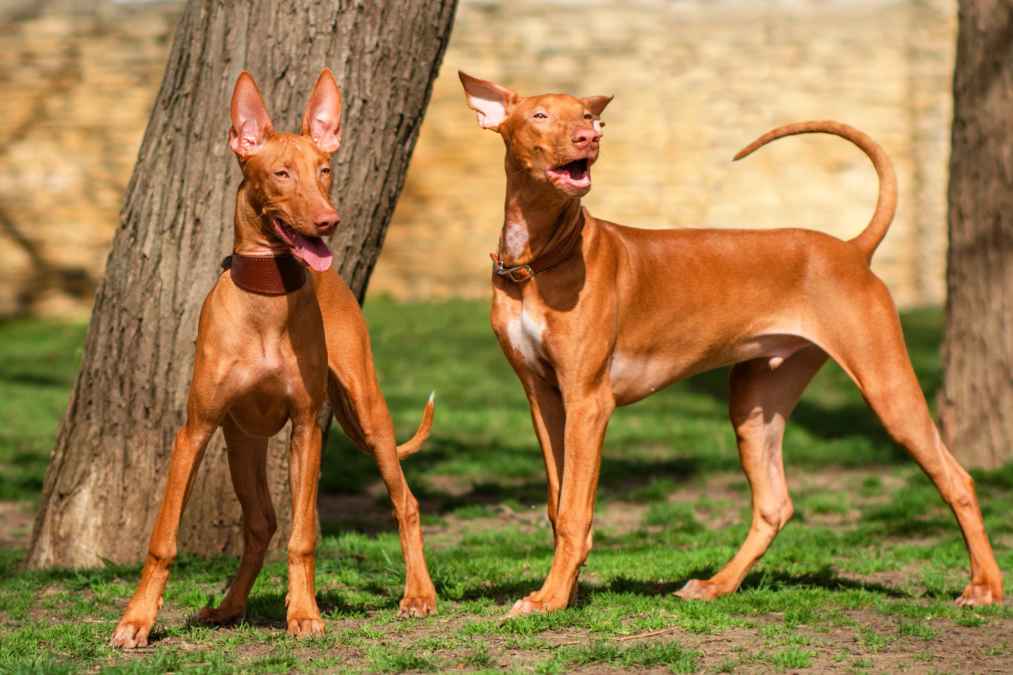 Ancient and Elegant Pharaoh Hound: A Noble Canine Companion