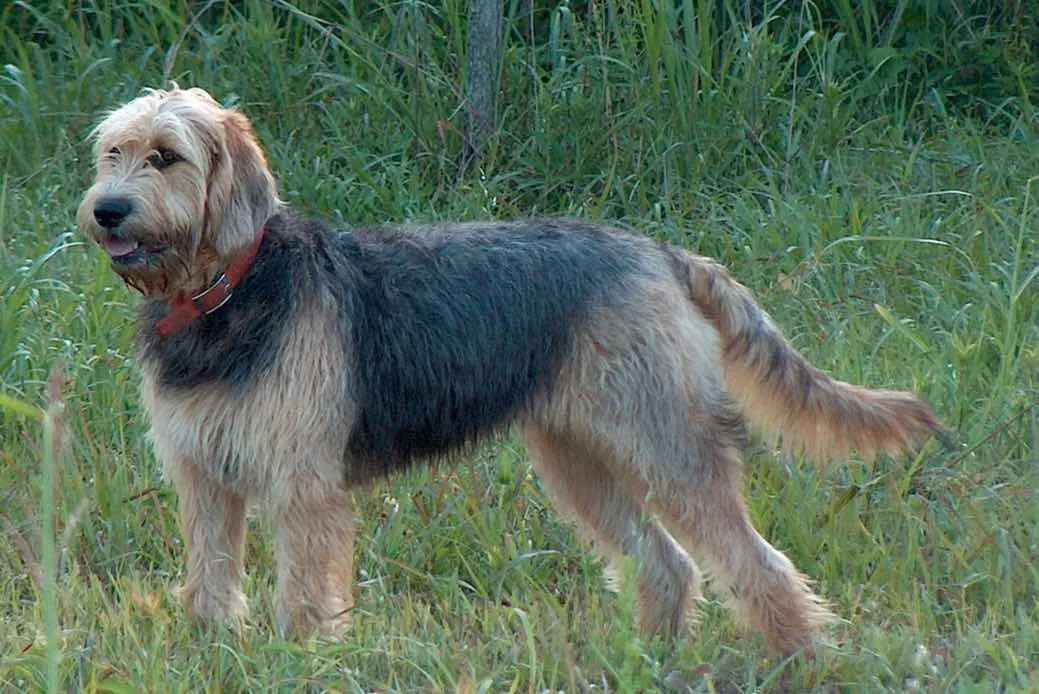 Otterhound: An Ancient and Distinctive Dog Breed