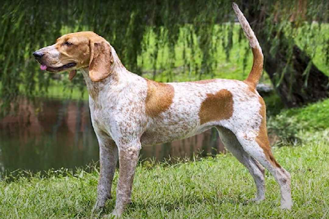 From Hunting Heritage to Modern Companion: The American English Coonhound