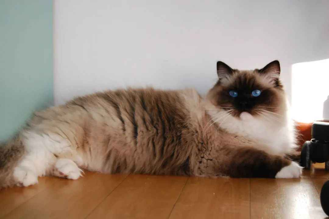 Ragdoll Cats: The Majestic Gentle Giants Captivating Hearts Worldwide