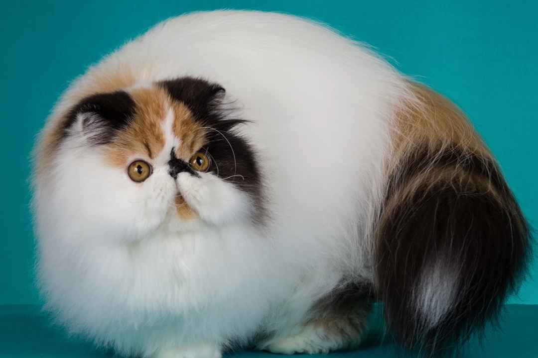 Persian Cats: A Timeless Breed Facing Health Challenges and Modern Controversies
