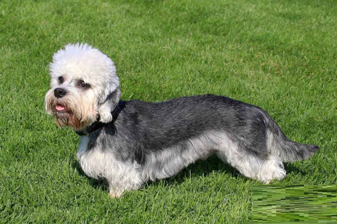 Dandie Dinmont Terrier: A Quirky Breed with a Rich History
