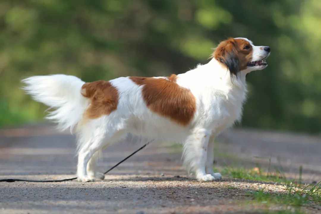 Beloved Dutch Breed: The Kooikerhondje’s Journey from Duck Herder to Global Companion
