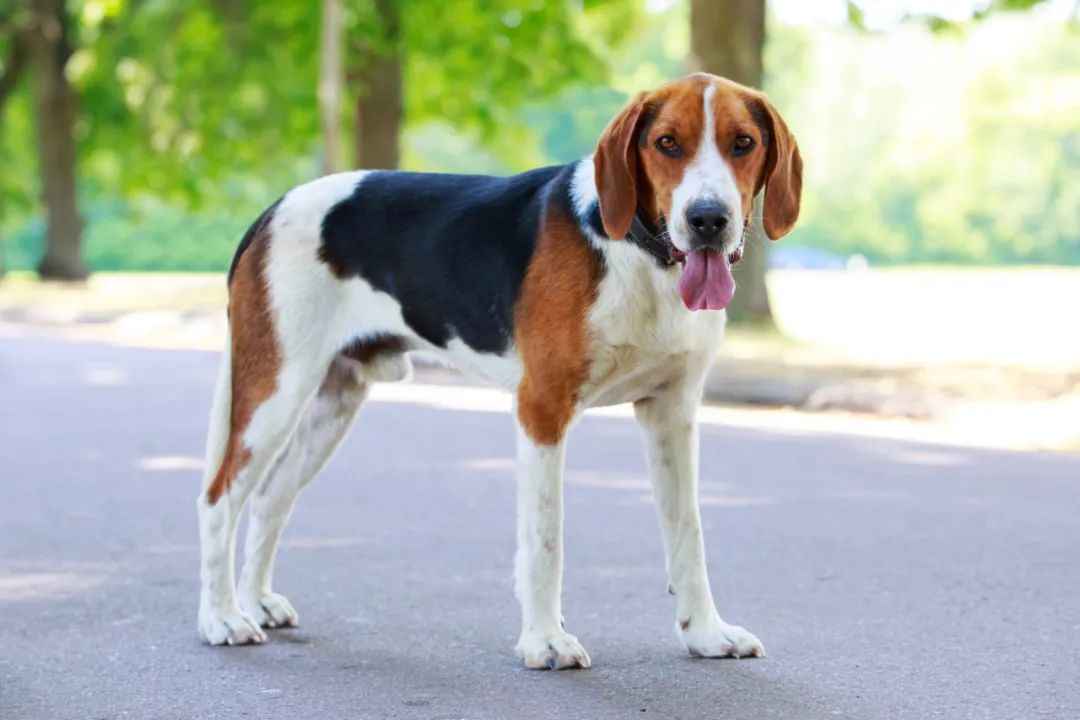 American Foxhound: A Legacy of Speed, Skill, and Loyalty