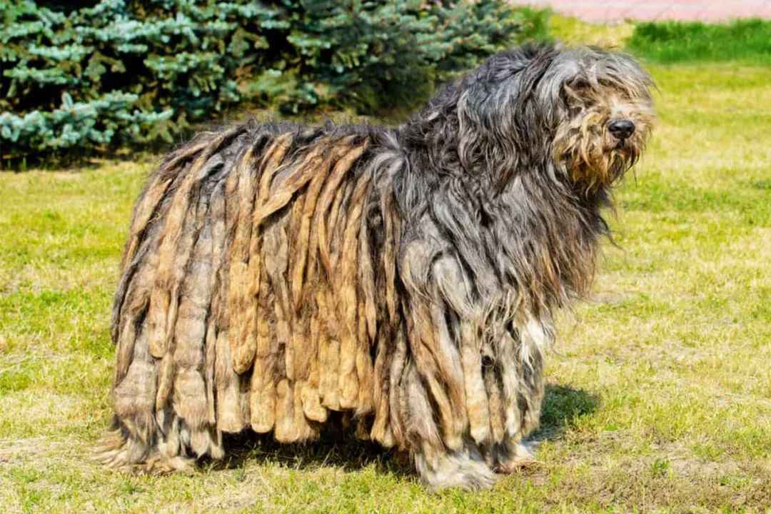 The Bergamasco Shepherd: Italy’s Ancient Canine with a Felted Coat and Loyal Legacy