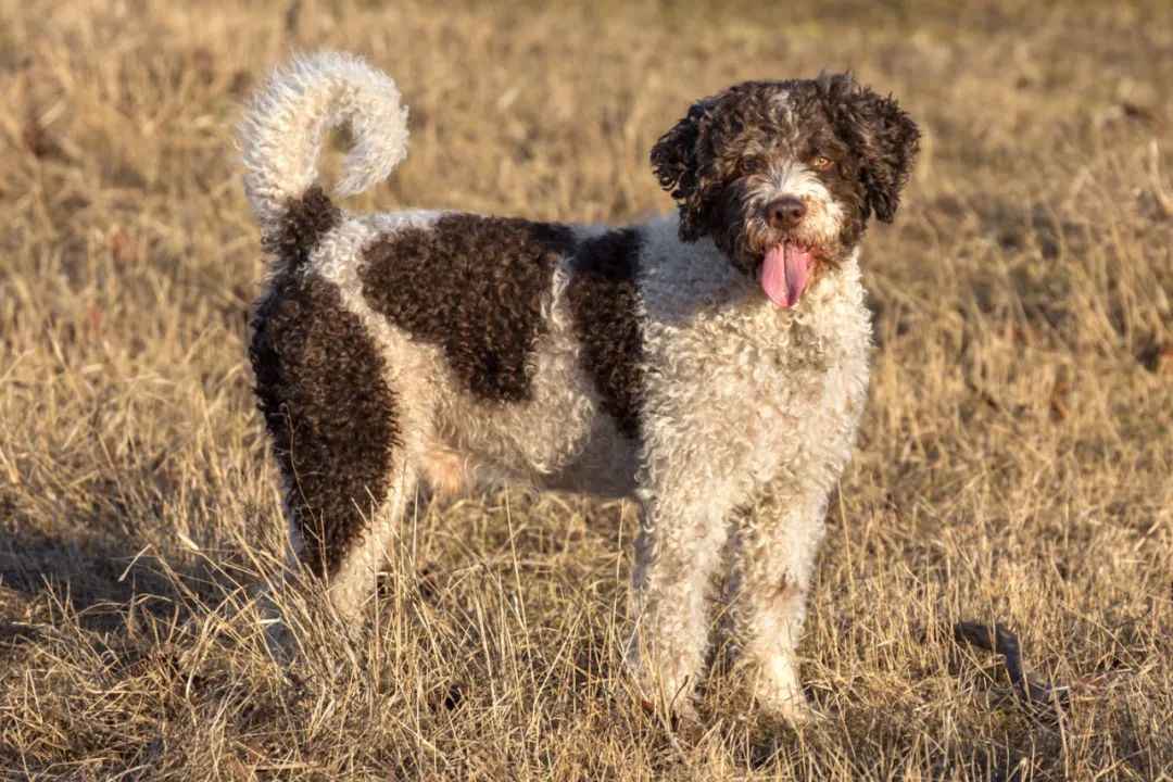 Spanish Water Dog: Iberia’s Ancient Versatile Guardian and Modern Working Dog