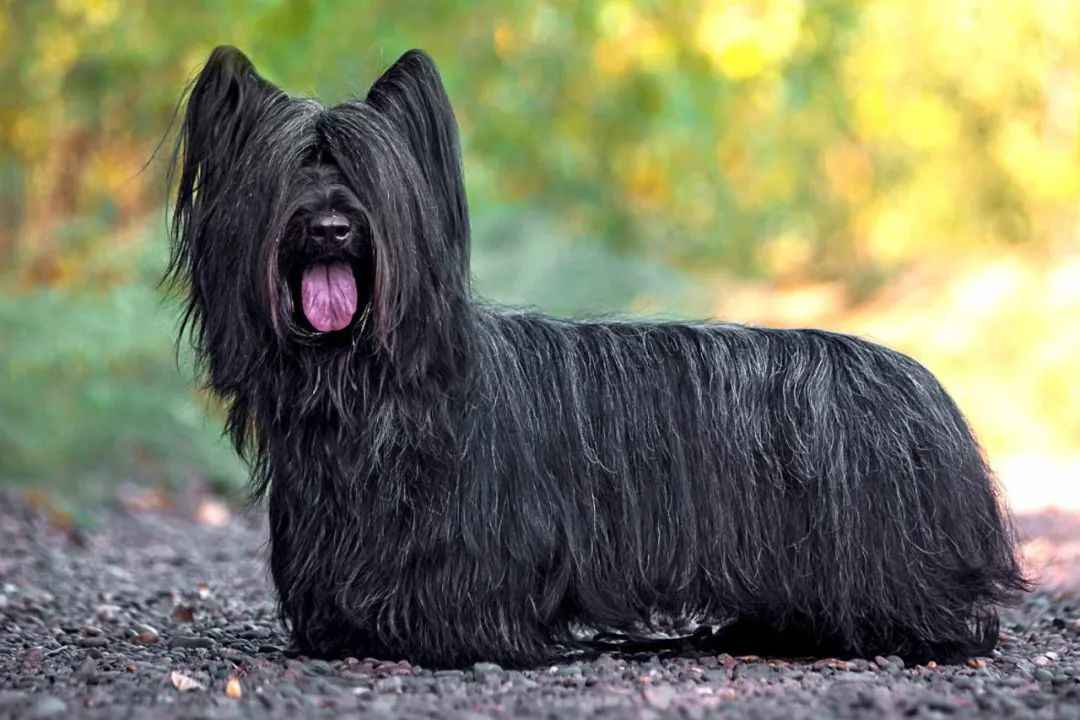 Skye Terrier: A Timeless Scottish Breed with Unwavering Loyalty