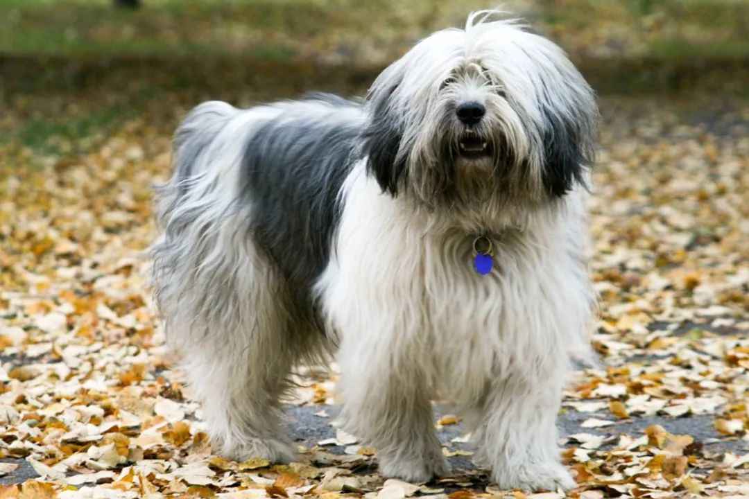 Polish Lowland Sheepdog: A Resilient Ancient Breed Making a Global Comeback