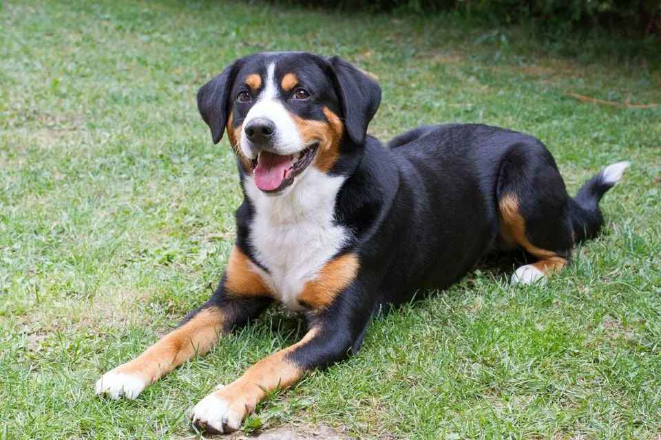 Swiss Mountain Guardians: A Comprehensive Look at the Entlebucher Mountain Dog