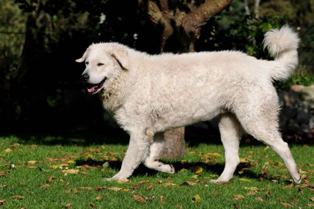 Kuvasz: The Loyal Guardian of Hungary