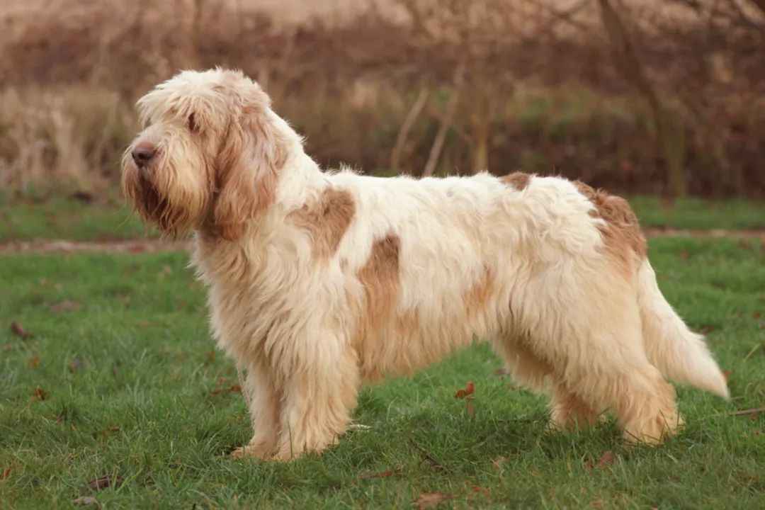 French Hunting Breed Grand Basset Griffon Vendéen Gains Global Popularity