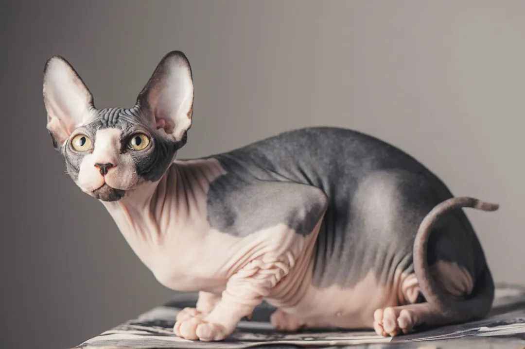The Enigmatic Sphynx Cat: A Hairless Marvel Captivating Global Cat Lovers