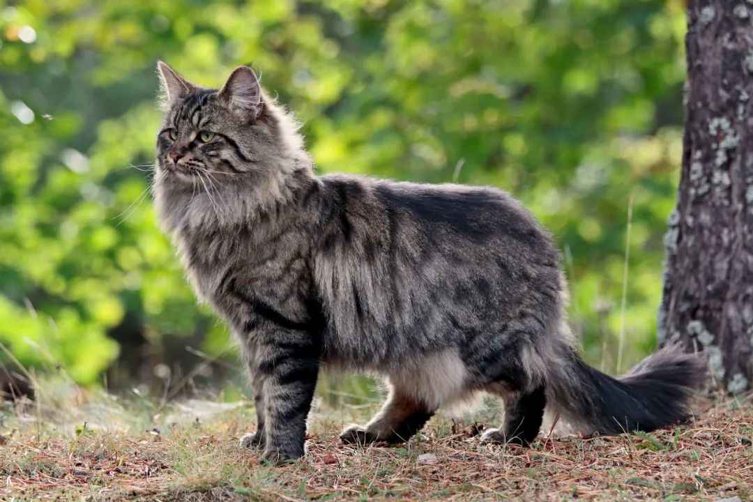 Majestic Norwegian Forest Cats: A Complete Guide to This Ancient Breed