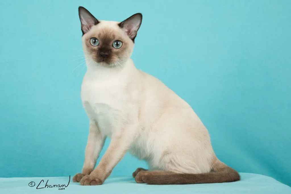 The Alluring Tonkinese Cat: A Perfect Blend of Elegance and Affection