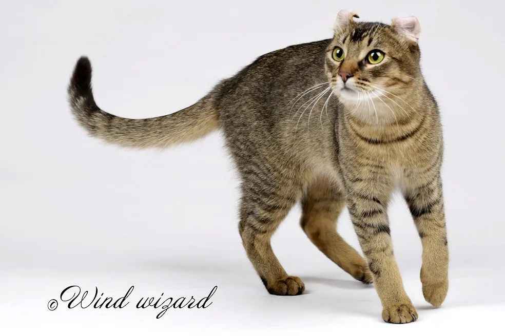 American Curl Cat: The Graceful Companion with Unique Curled Ears