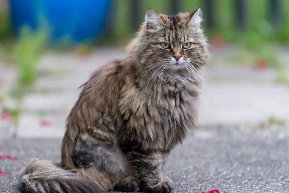 Gentle Giants: The Lovable Ragamuffin Cat Breed Takes the World by Storm