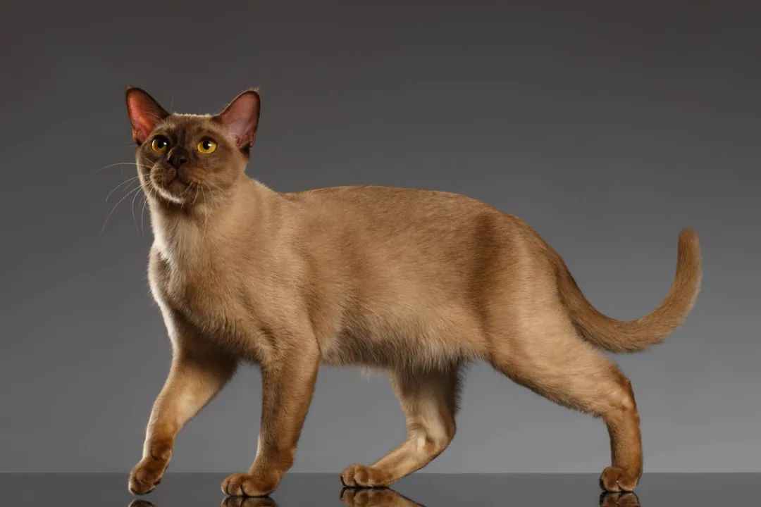 Burmese Cats – A Timeless Blend of Grace and Devotion
