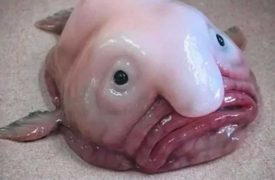 The Blobfish: Deep-Sea Oddity Named World’s Ugliest Animal