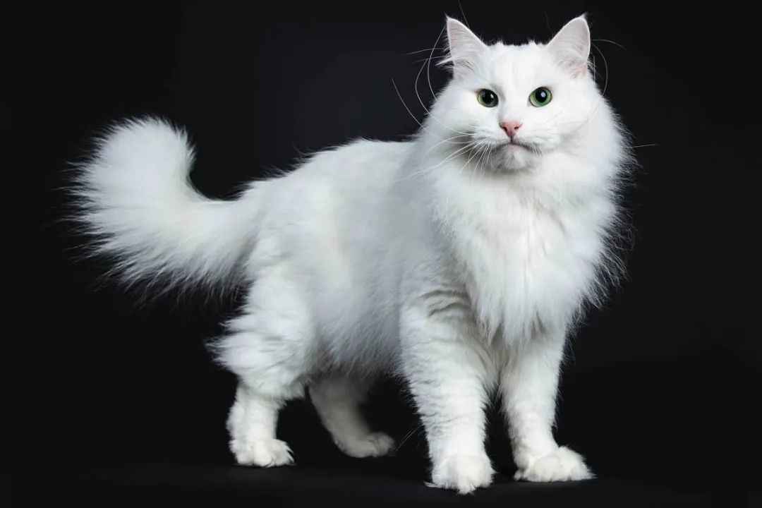 Siberian Cats: A Majestic Breed with Ancient Roots and Modern Appeal