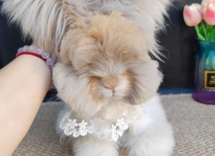 Angora Rabbits: Fluffy Icons Blending Pet Tenderness and Economic Value