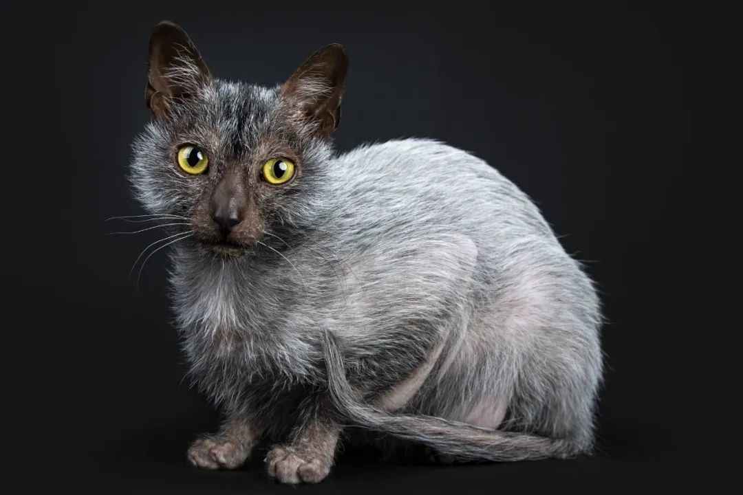 Wolf-Like Appearance, Dog-Like Loyalty: The Enigmatic World of Lykoi Cats