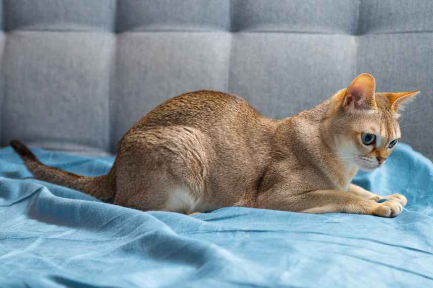 Singapore’s Beloved Singapura Cats: From Street Cats to National Treasures