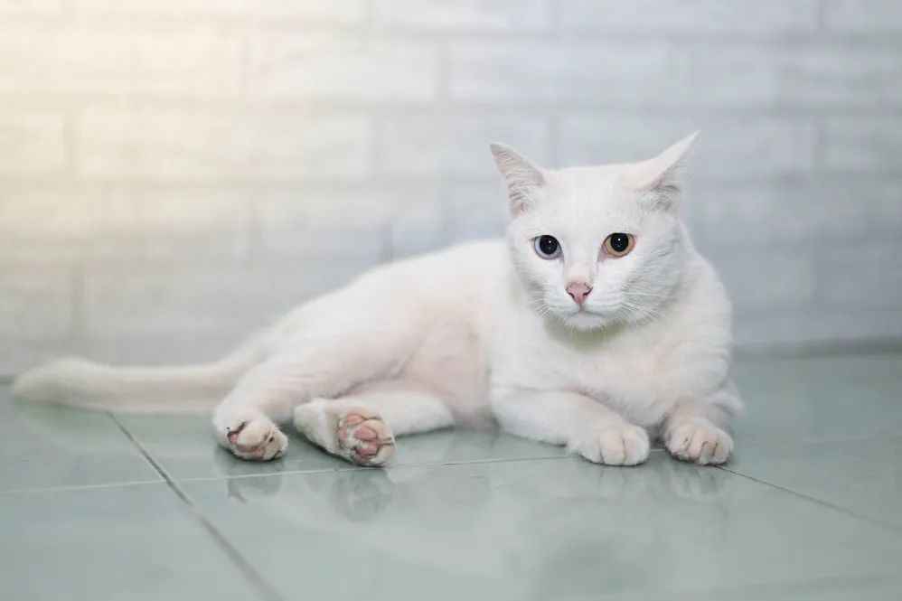 Khao Manee: Thailand’s Royal ‘White Gem’ Cat with Celestial Eyes