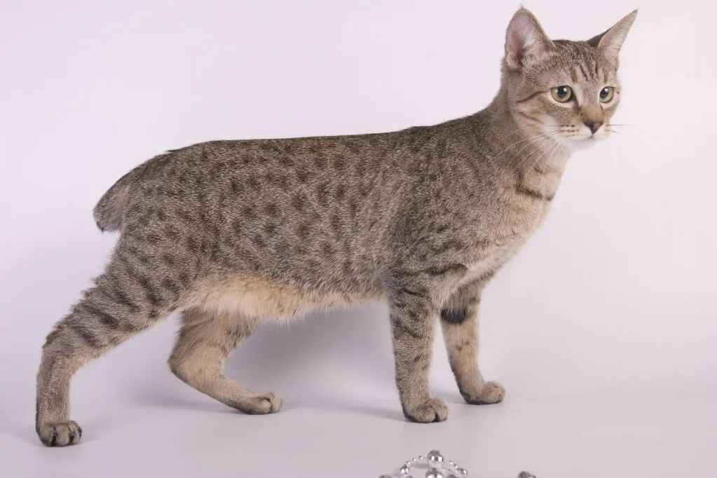 American Bobtail Shorthair: The Unique Feline Breed with a Wild Look and Gentle Heart