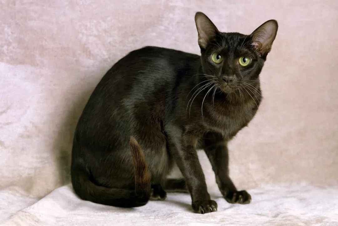 Mysterious Allure of the Havana Brown Cat: A Rare Feline Treasure