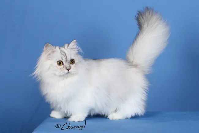 Meet the Enchanting Minuet Longhair: A Fusion of Playfulness and Elegance