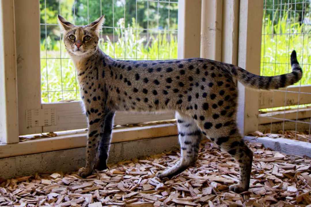 Savannah Cat: The Exotic Hybrid Redefining Feline Companionship