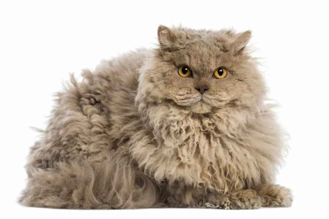 Unique Selkirk Rex Longhair Cat Breed: A Soft-Spoken Marvel with Cuddly Curls