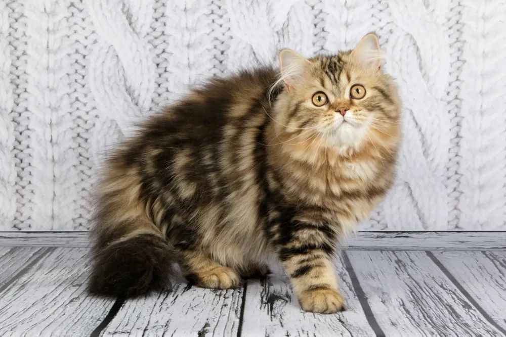 Meet the Scottish Straight Longhair: A Majestic Feline with a Gentle Demeanor