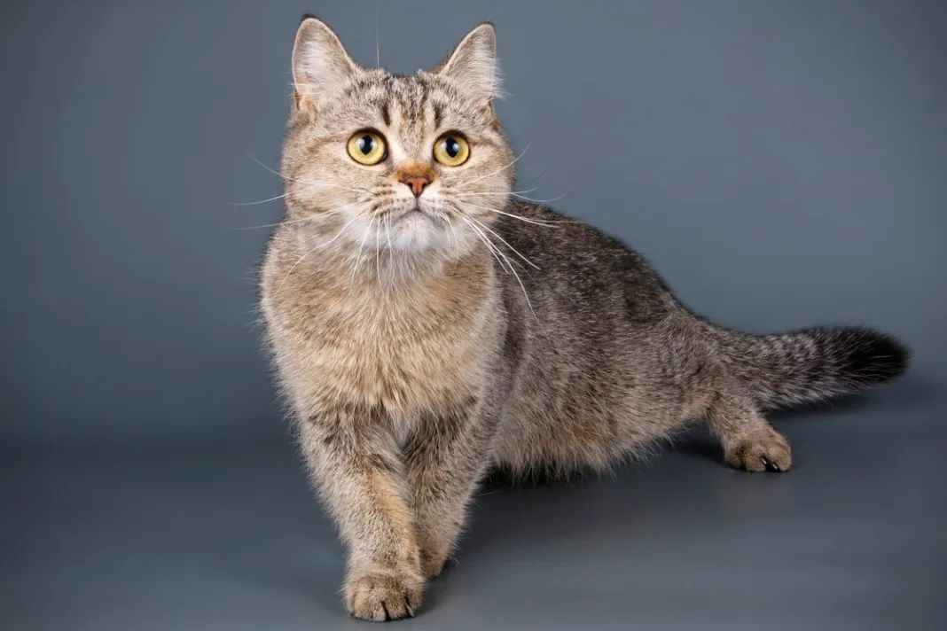 Scottish Straight: The Perfect Blend of Grace and Health