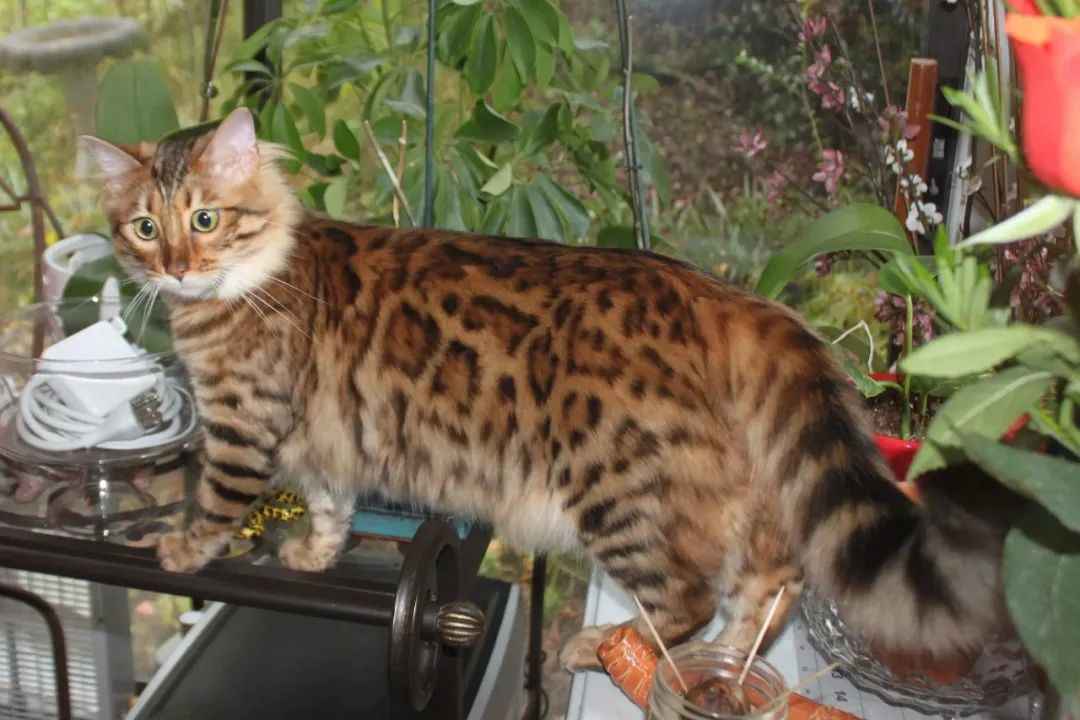 Revealed: The Majestic Bengal Longhair Cat Taking the Feline World by Storm