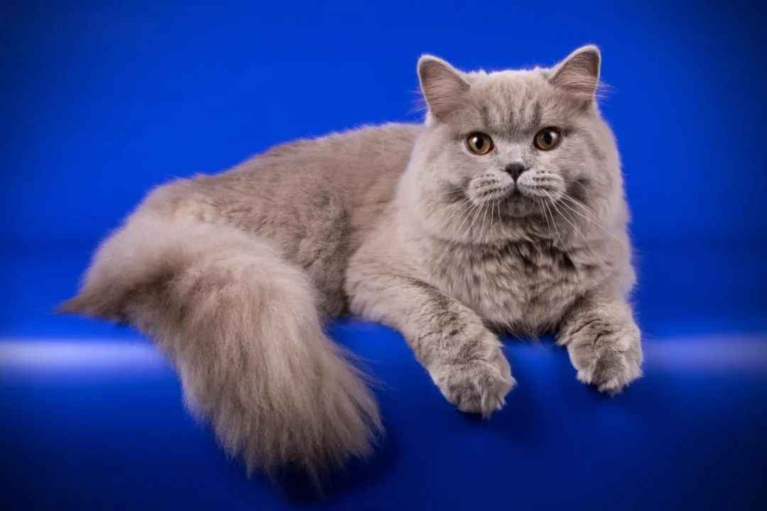 British Longhair: The Perfect Blend of Grace and Gentleness