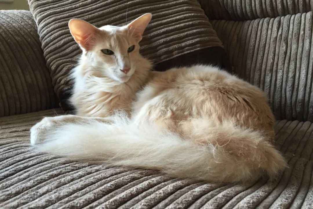 Oriental Longhair: The Graceful Feline with a Rich Heritage and Modern Allure